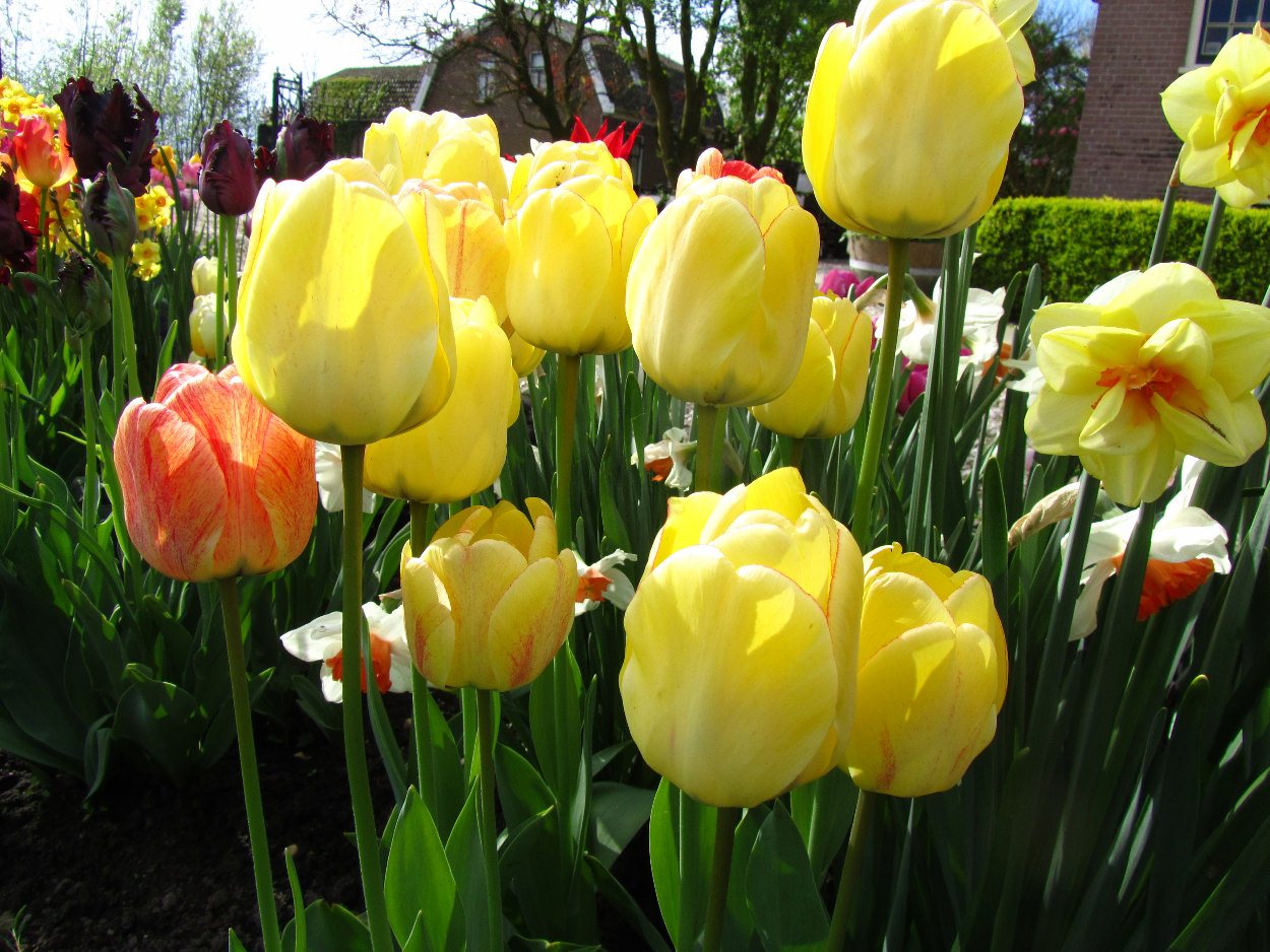Tulp-Jewel-of-Spring-1 Jewel of Spring - Afbeelding 1
