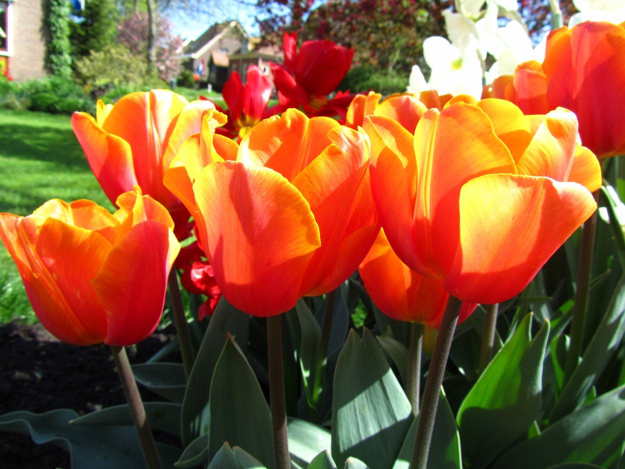 Tulp-Jimmy-1 Jimmy - Afbeelding 1