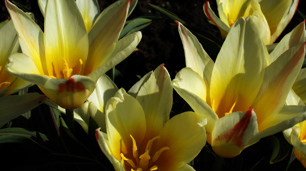 Tulp-Johan-Straus-1 Johan Strauss - Afbeelding 1