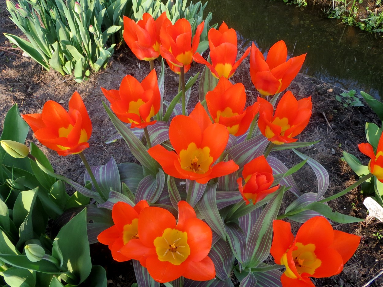 Tulp-Juan-1 Juan - Afbeelding 1