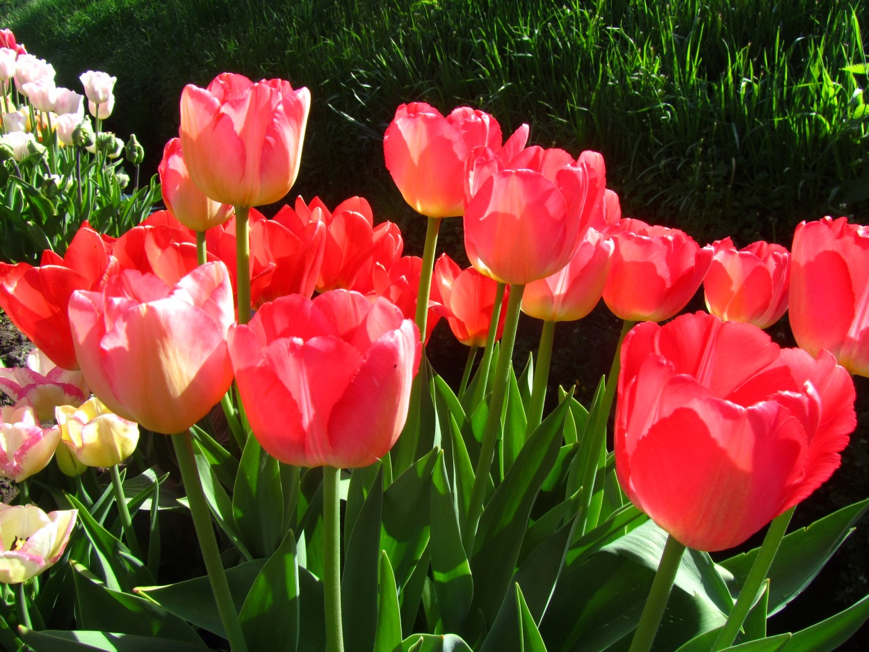 Tulp-Judith-Leyster-1 Judith Leyster - Afbeelding 1