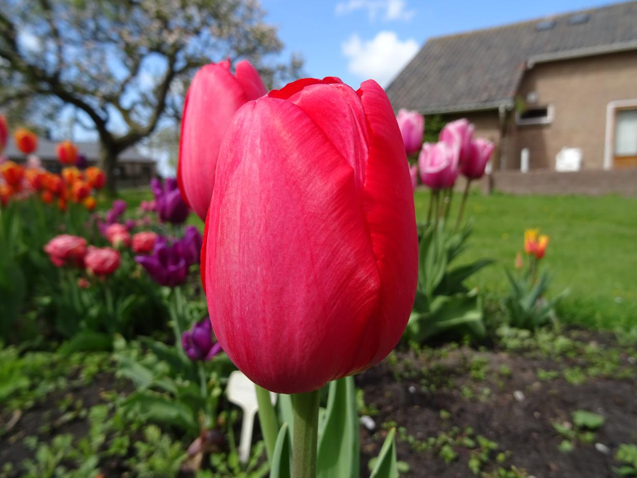 Tulp-Judith-Ruby-1 Judith Ruby - Afbeelding 1