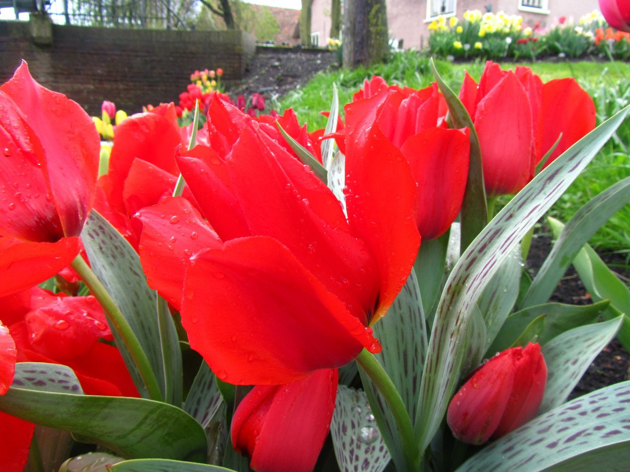Tulp-Julius-Ceasar-1 Julius Ceasar - Afbeelding 1