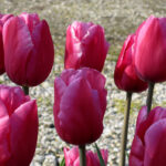 Jumbo Pink