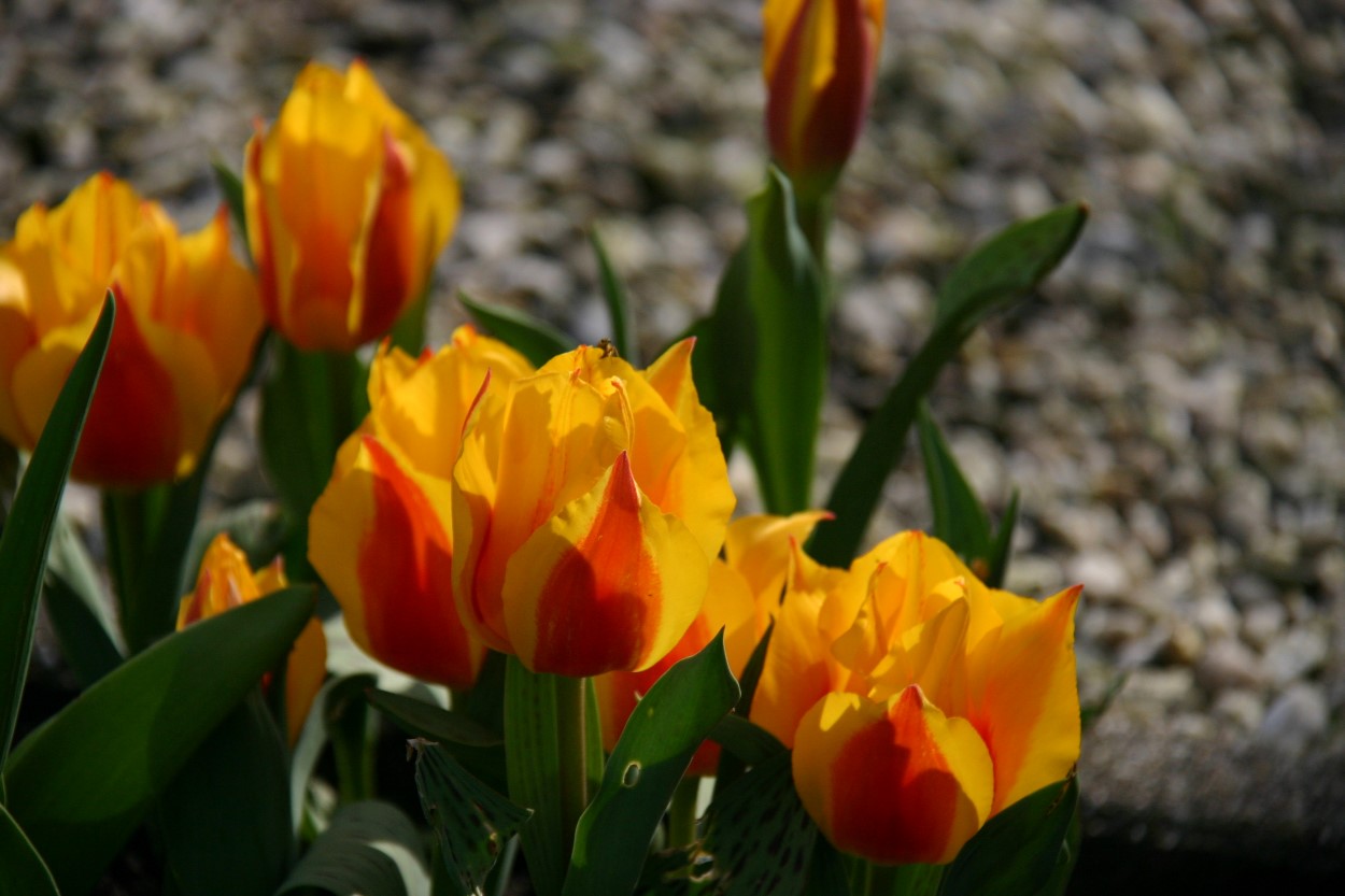 Tulp-Juri-Gagarin-1 Juri Gagarin - Afbeelding 1