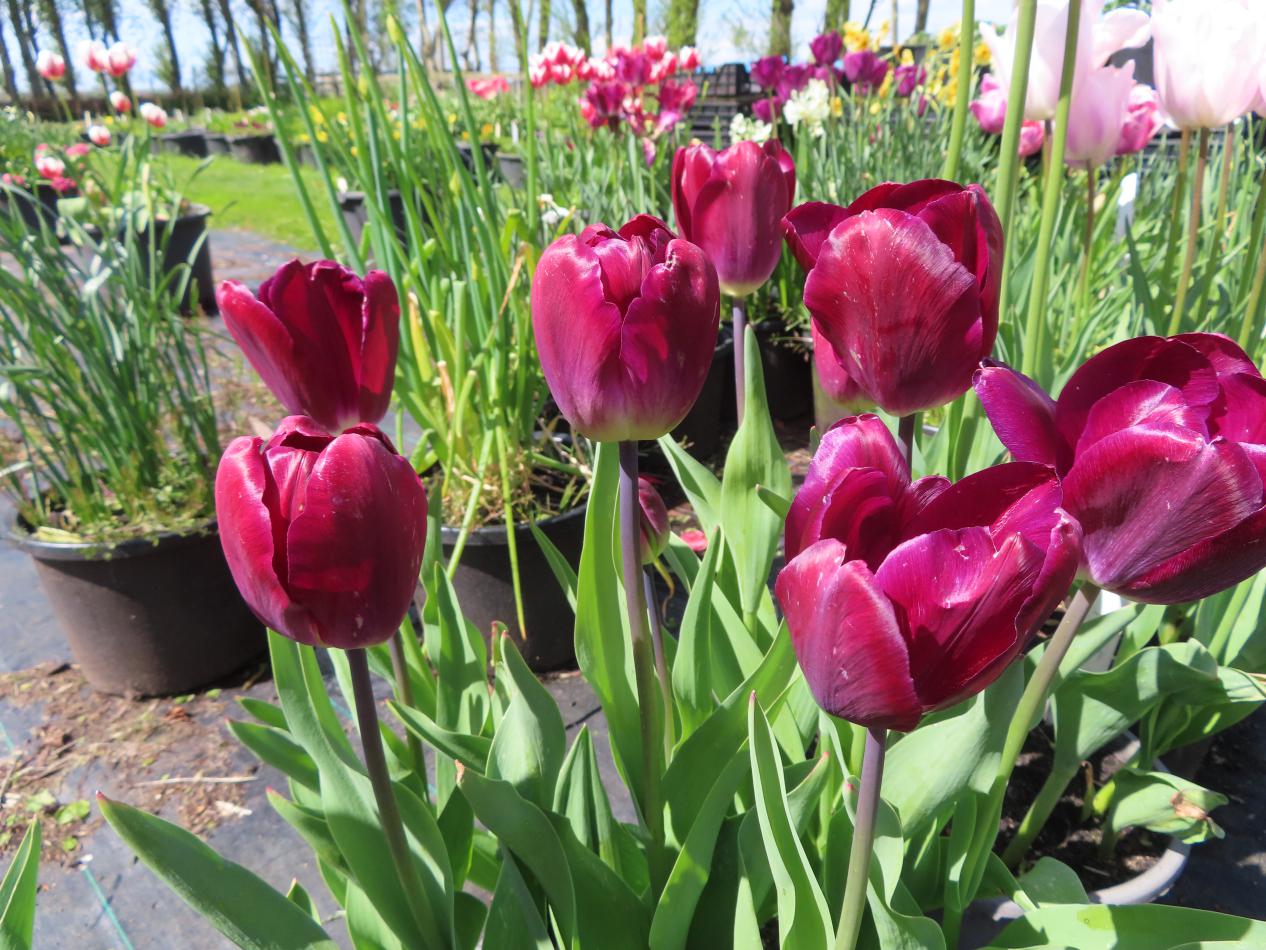 Tulp-Kansas-Proud-1 Kansas Proud - Afbeelding 1