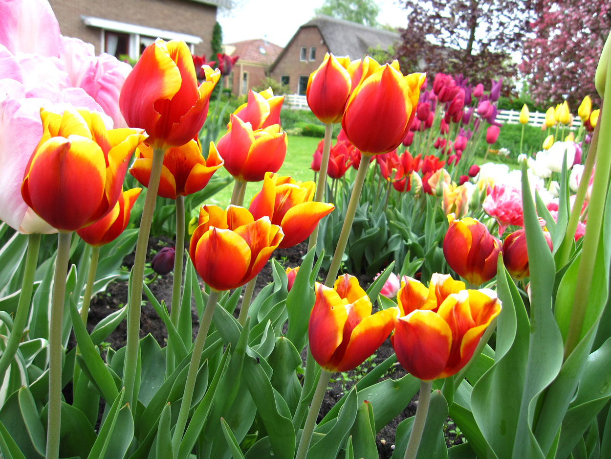 Tulp-Kees-Nelis-1 Kees Nelis - Afbeelding 1