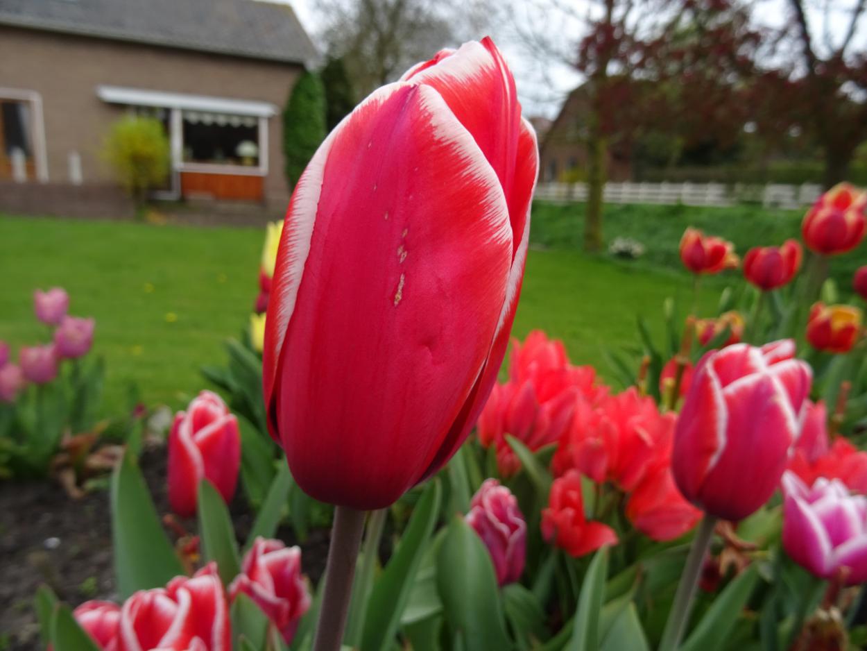 Tulp-Kelly-1 Kelly - Afbeelding 1