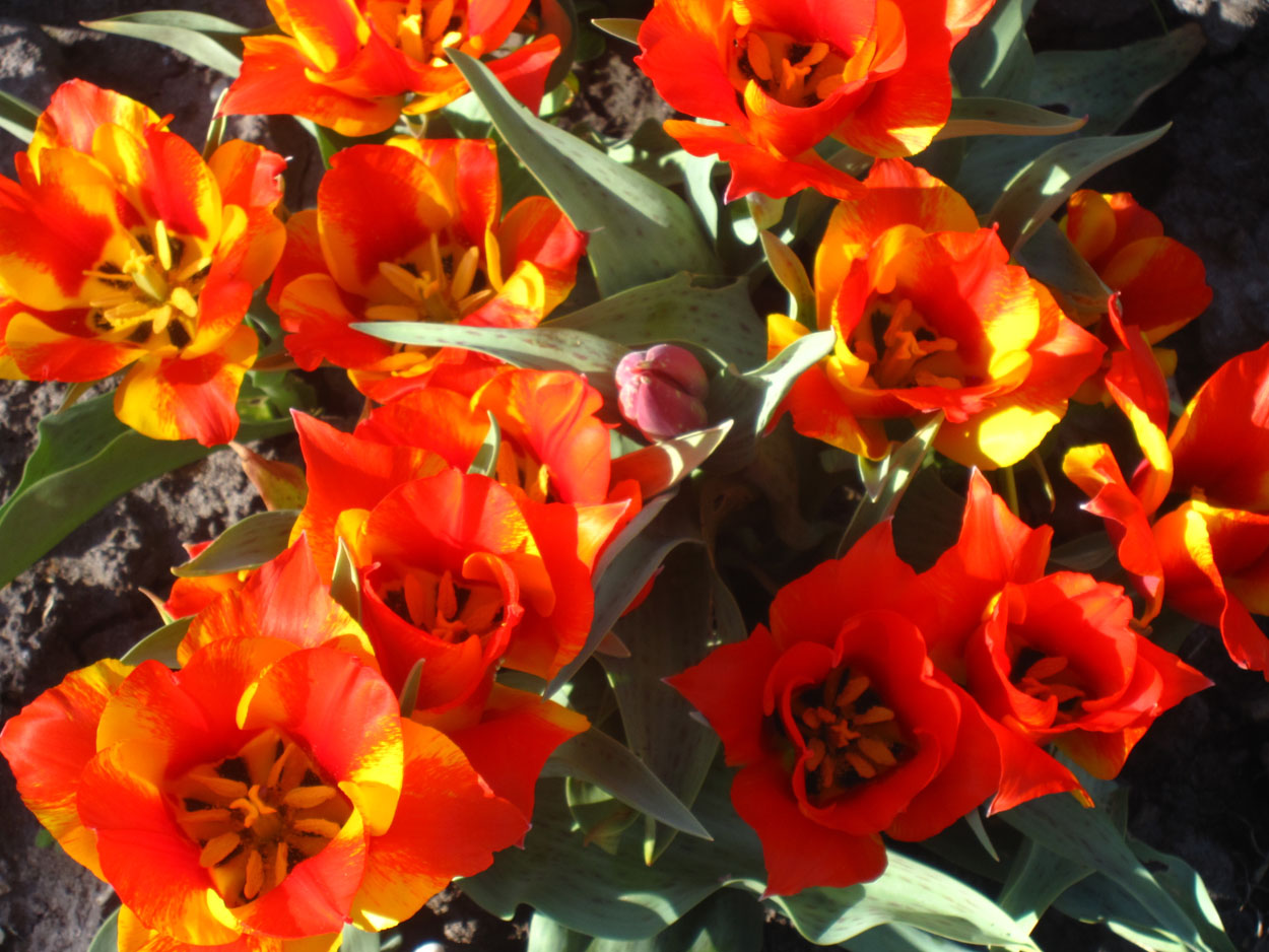 Tulp-Kiev-1 Kiev - Afbeelding 1