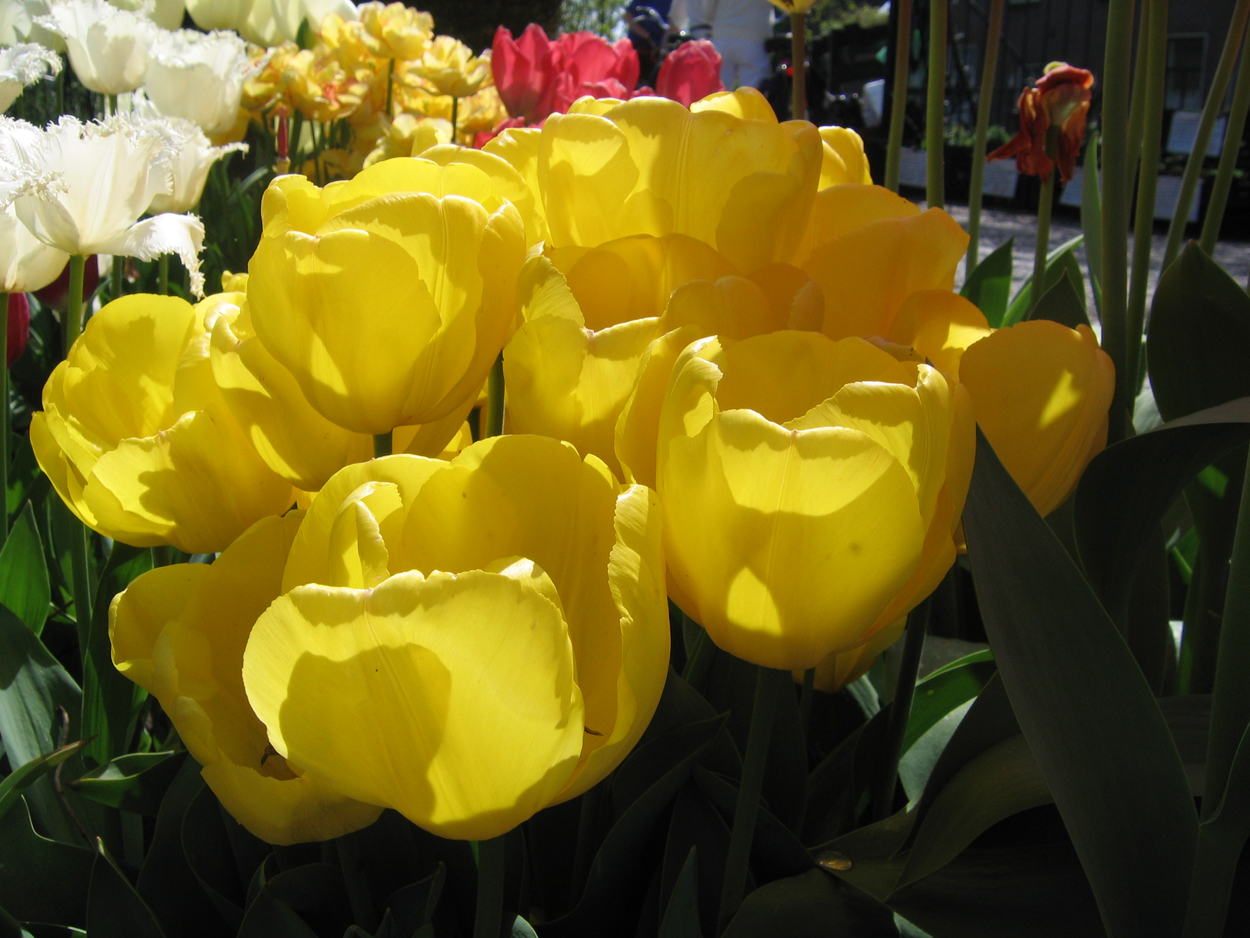 Tulp-Kikamachi-1 Kikomachi - Afbeelding 1