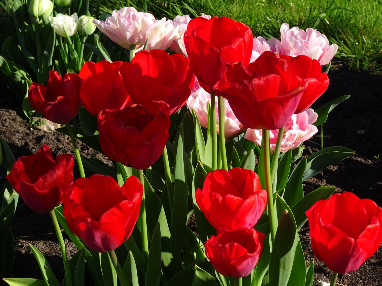 Tulp-King-Edward-1 King Edward - Afbeelding 1