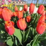 Kings Orange