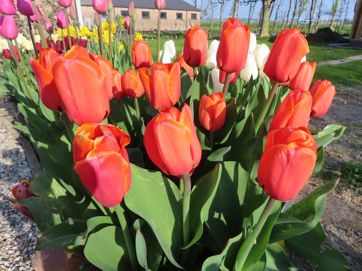 Tulp-Kings-Orange-1 Kings Orange - Afbeelding 1