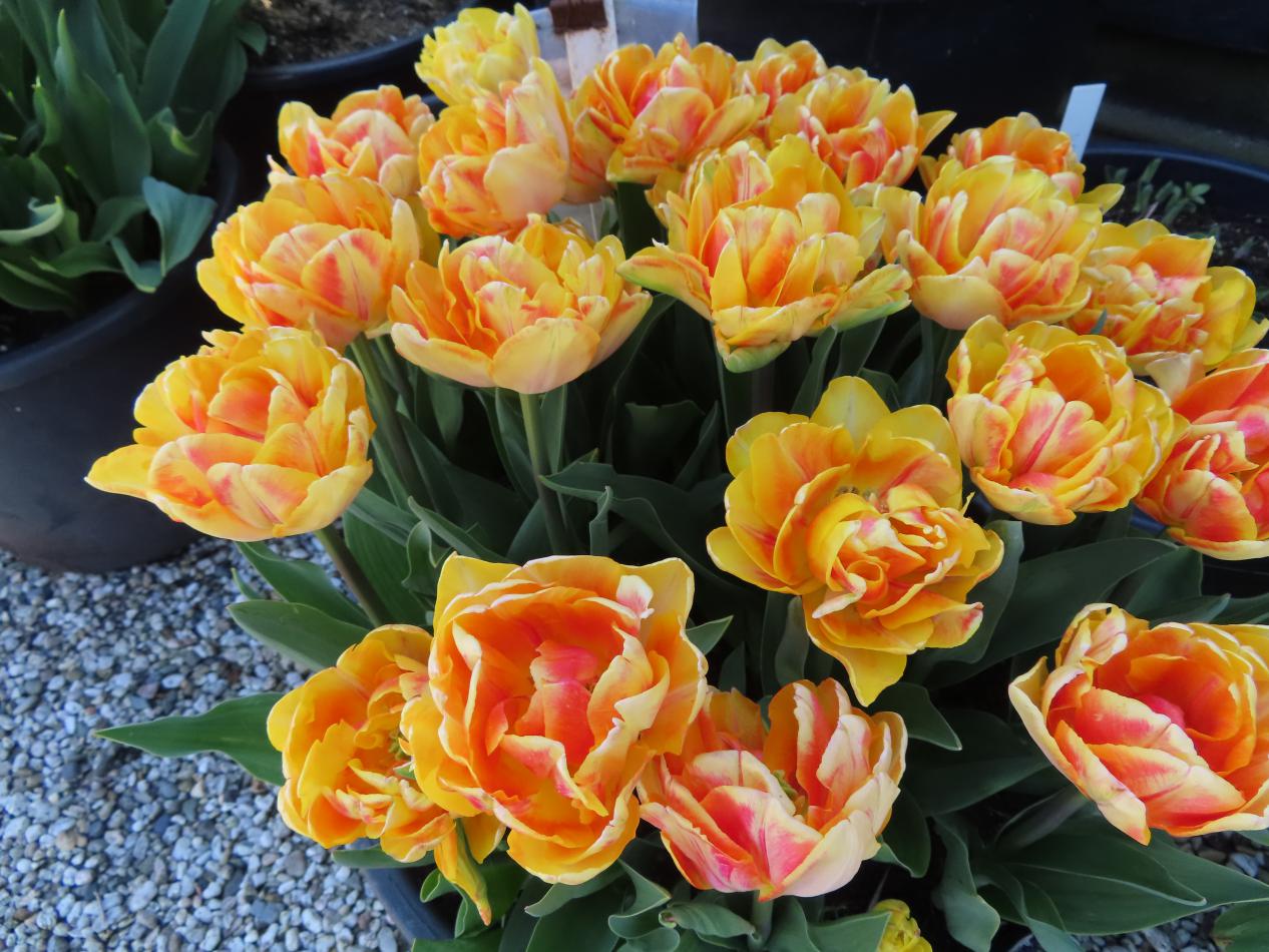 Tulp-La-Belle-Epoque-2 La Belle Epoque - Afbeelding 1