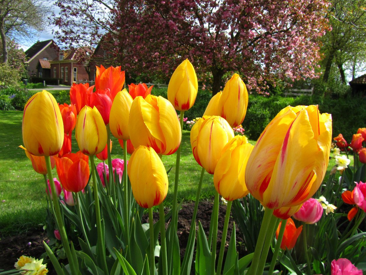 Tulp-La-Courtine-1 La Courtine - Afbeelding 1