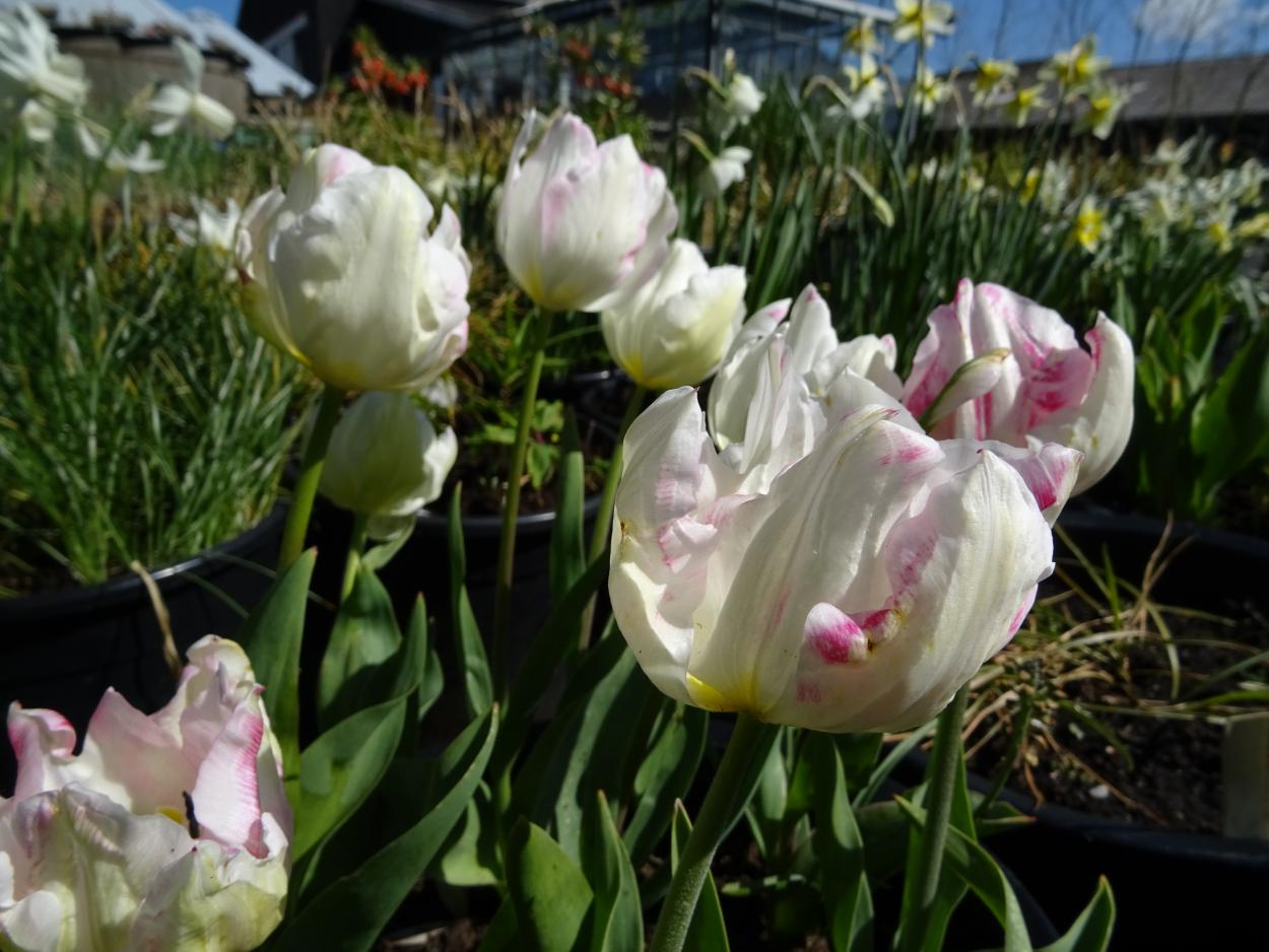Tulp-La-Reine-Maxima-1 La Reine Maxima - Afbeelding 1