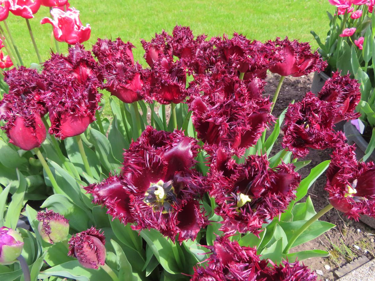 Tulp-Labrador-2 Labrador - Afbeelding 1