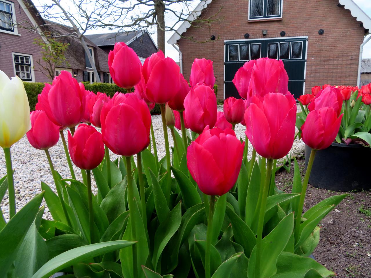 Tulp-Lady-van-Eyck-1 Lady van Eijk - Afbeelding 1