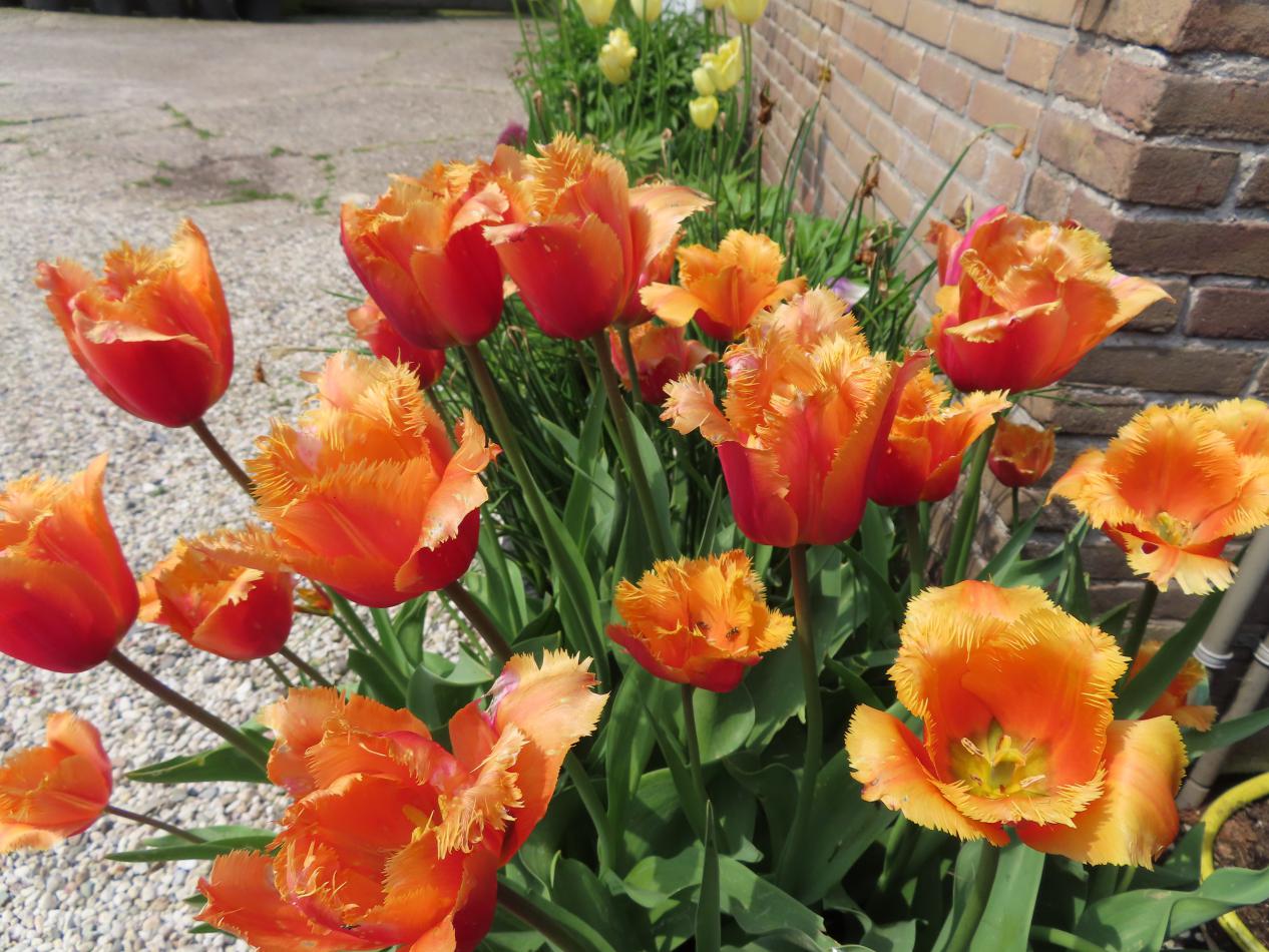 Tulp-Lambada-1 Lambada - Afbeelding 1