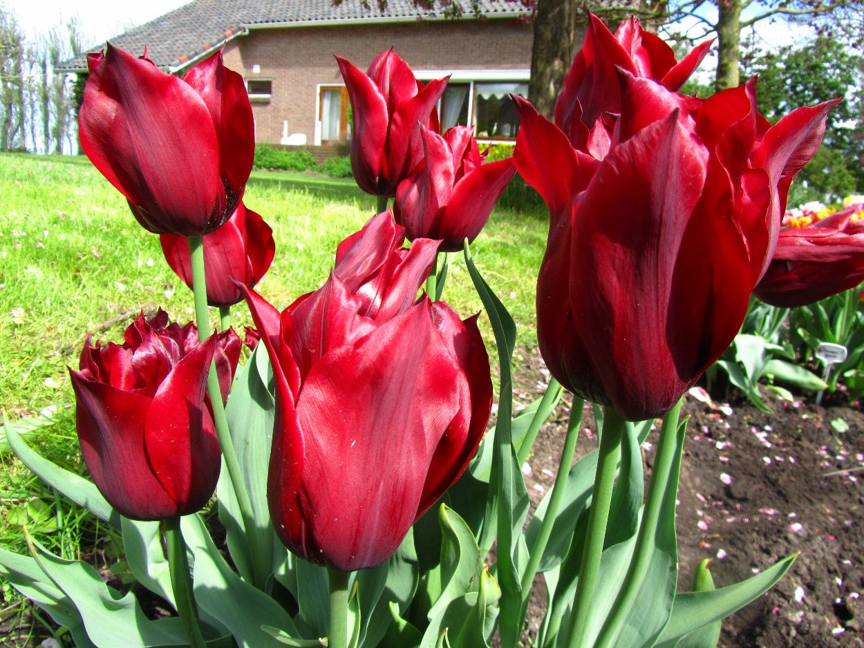 Tulp-Lasting-Love-1 Lasting Love - Afbeelding 1