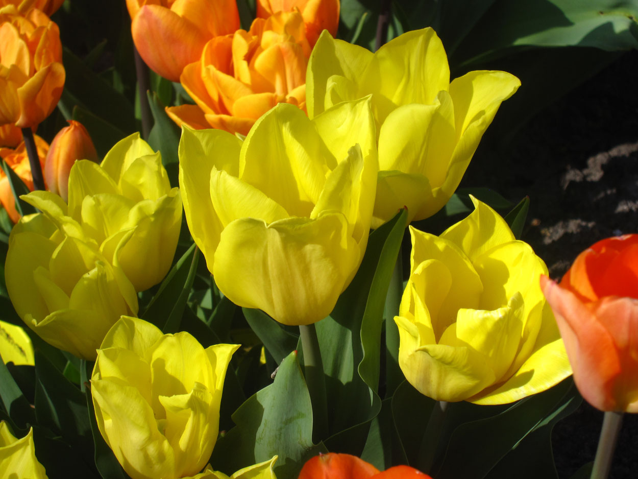 Tulp-Lemon-Ice-1 Lemon Ice - Afbeelding 1