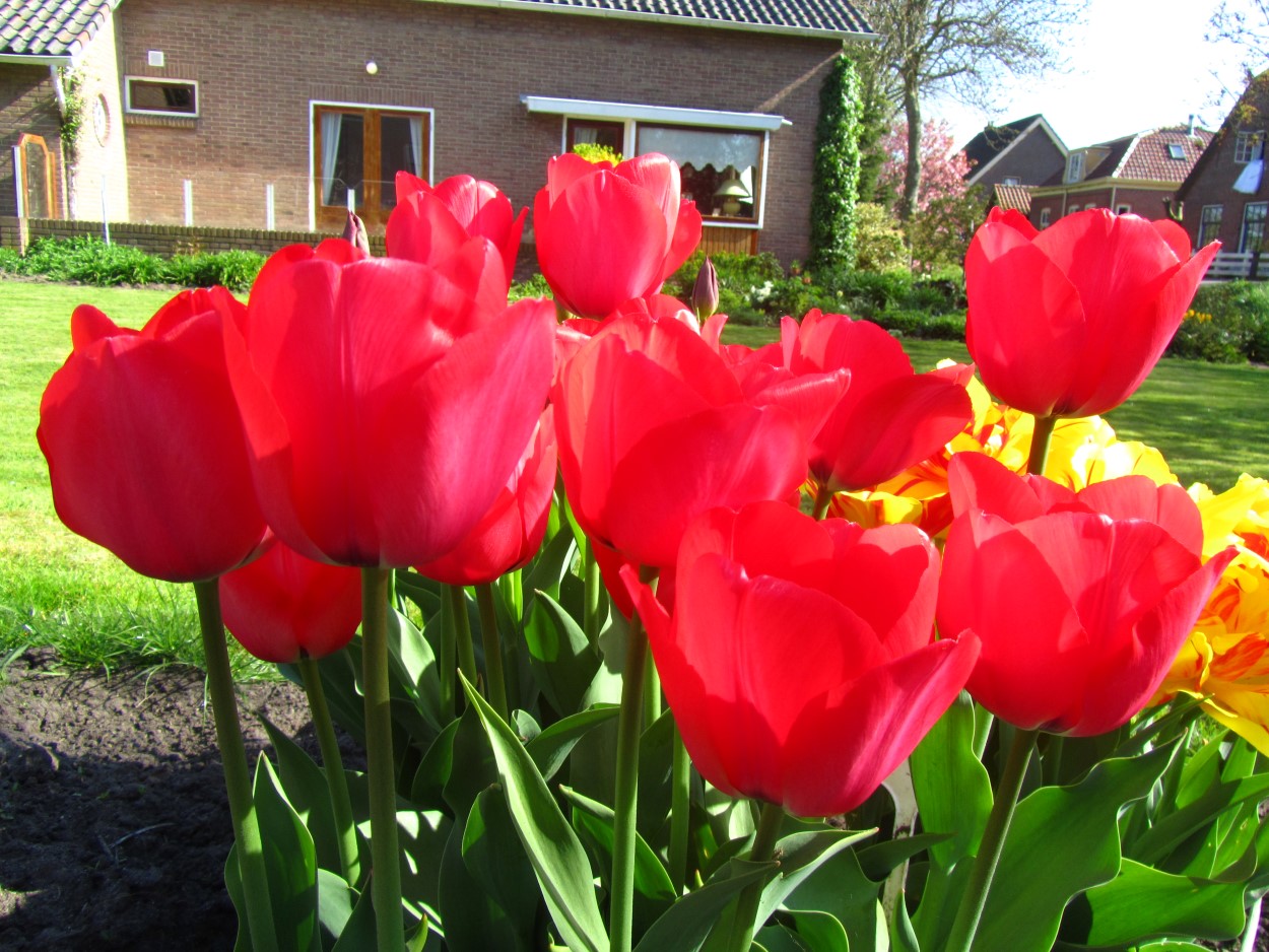 Tulp-Life-is-a-Cabinet-1 Life is Cabinet - Afbeelding 1