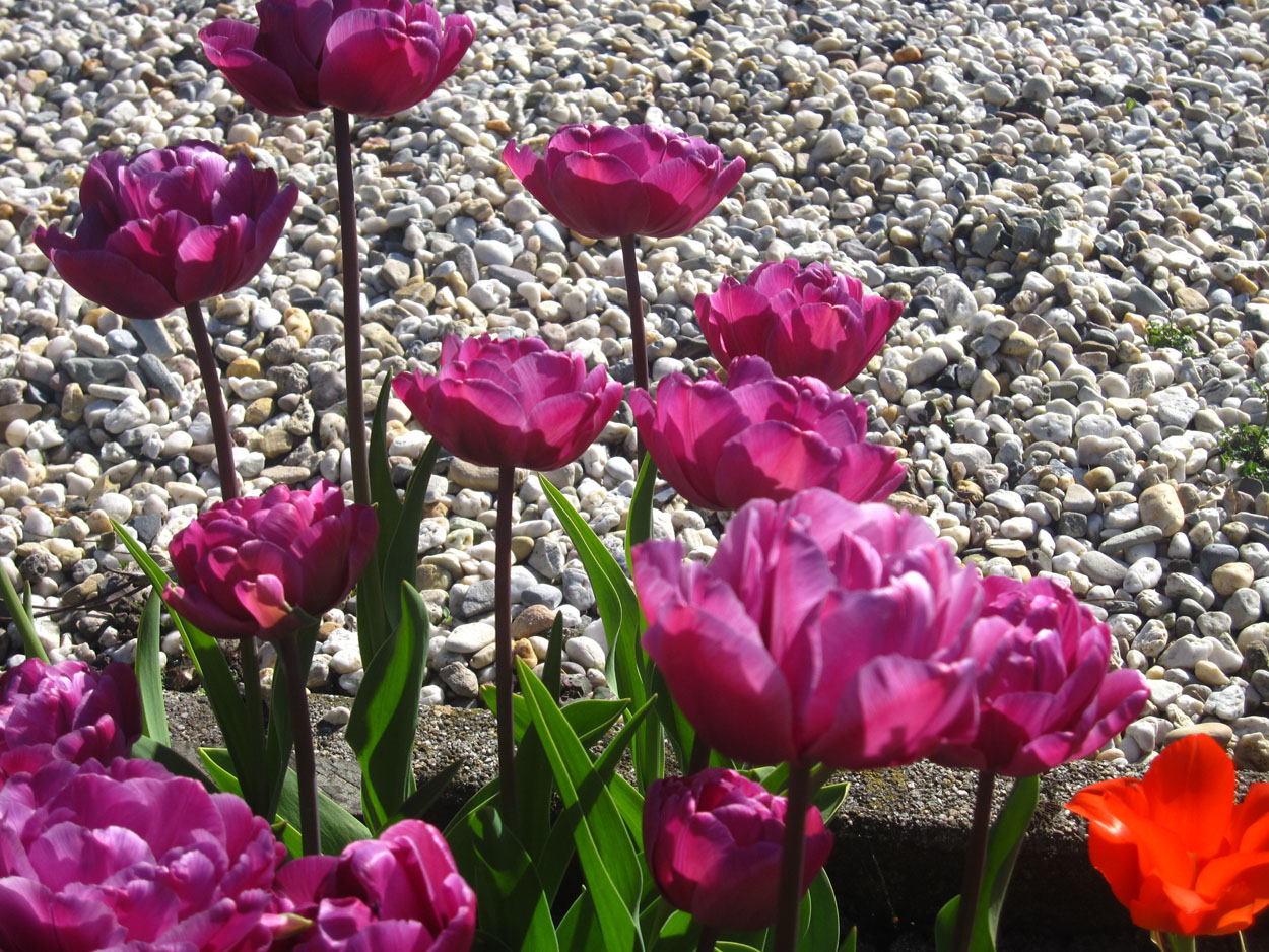Tulp-Lilac-Perfection-1 Lilac Perfection - Afbeelding 1