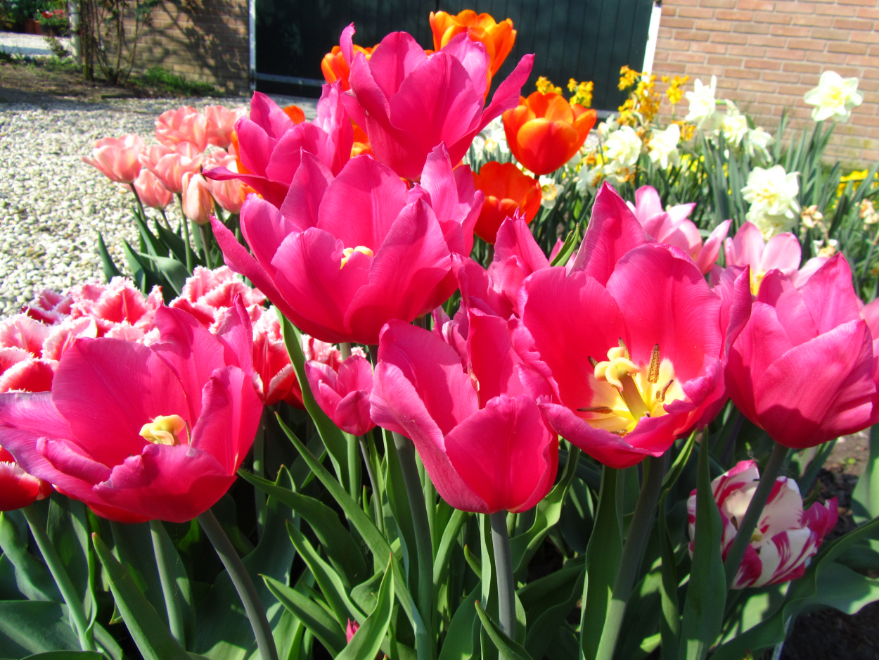 Tulp-Lily-Lady-1 Lilylady - Afbeelding 1