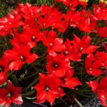 Linifolia