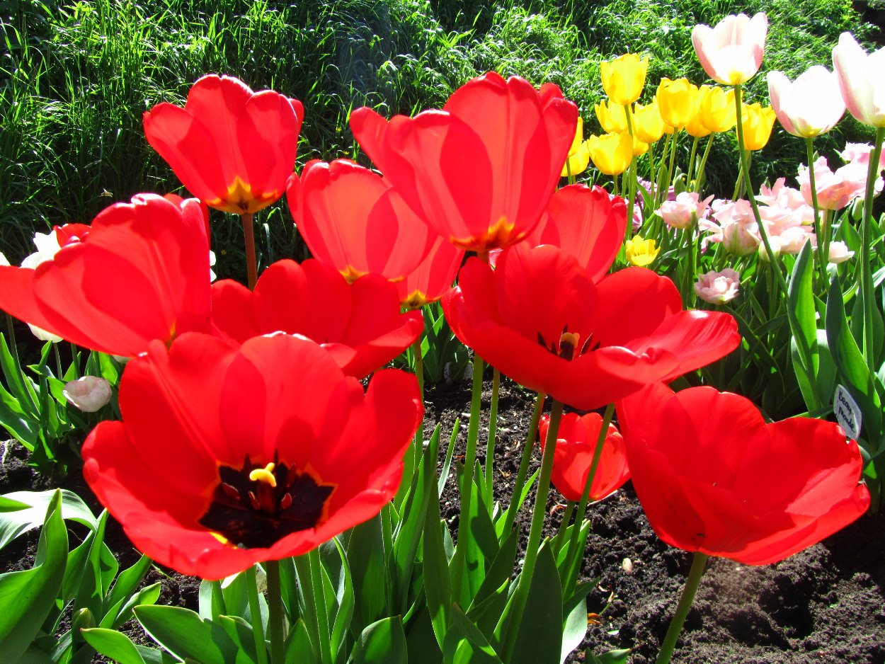 Tulp-London-1 London - Afbeelding 1