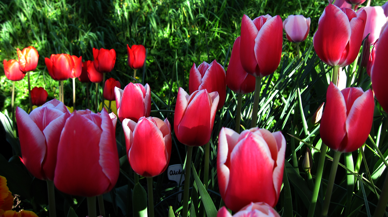 Tulp-Luyky-Strike-1 Lucky Strike - Afbeelding 1
