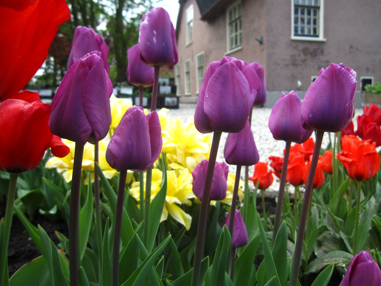Tulp-Magic-Lavender-1 Magic Lavender - Afbeelding 1