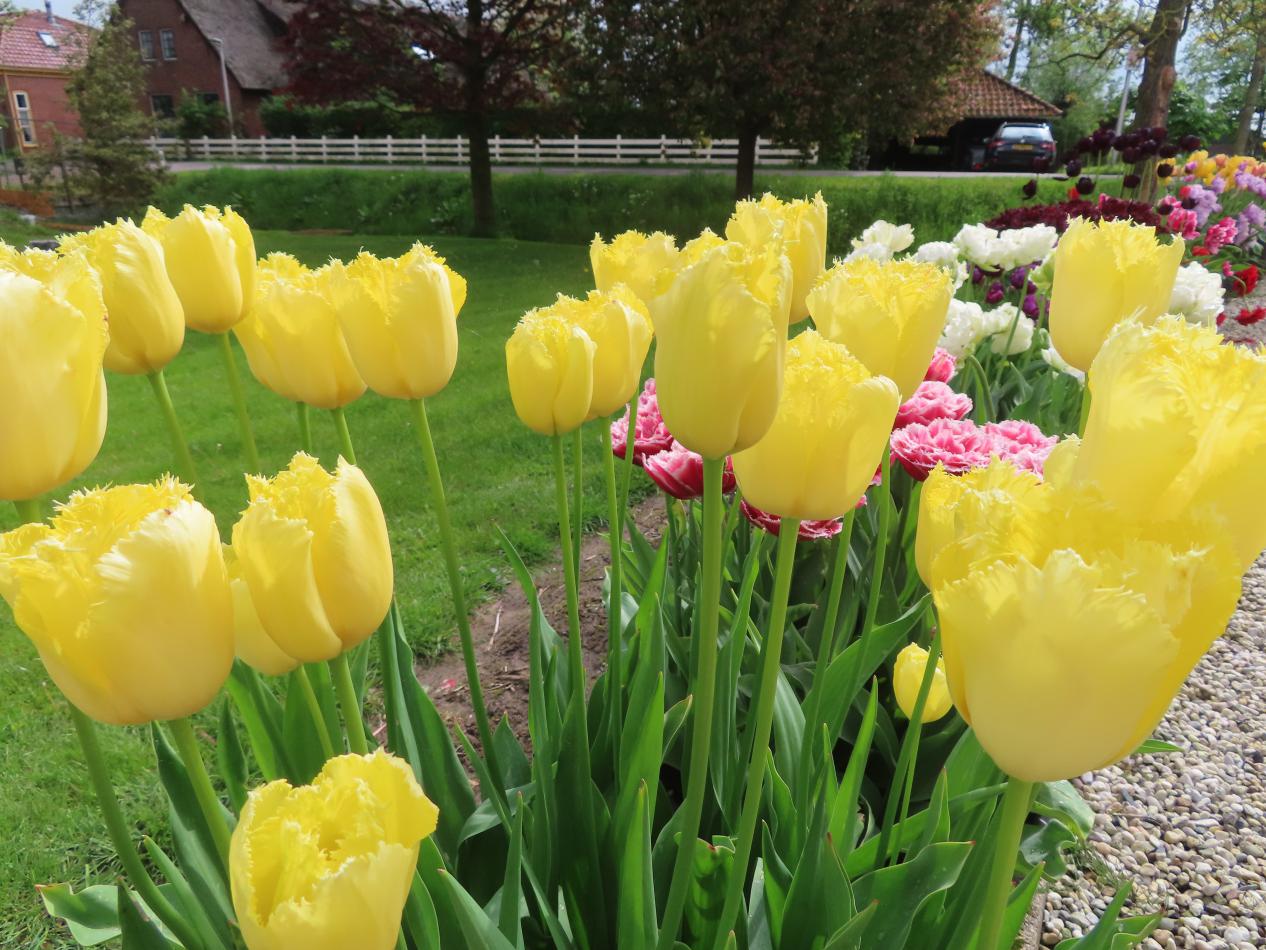 Tulp-Maja-1 Maja - Afbeelding 1