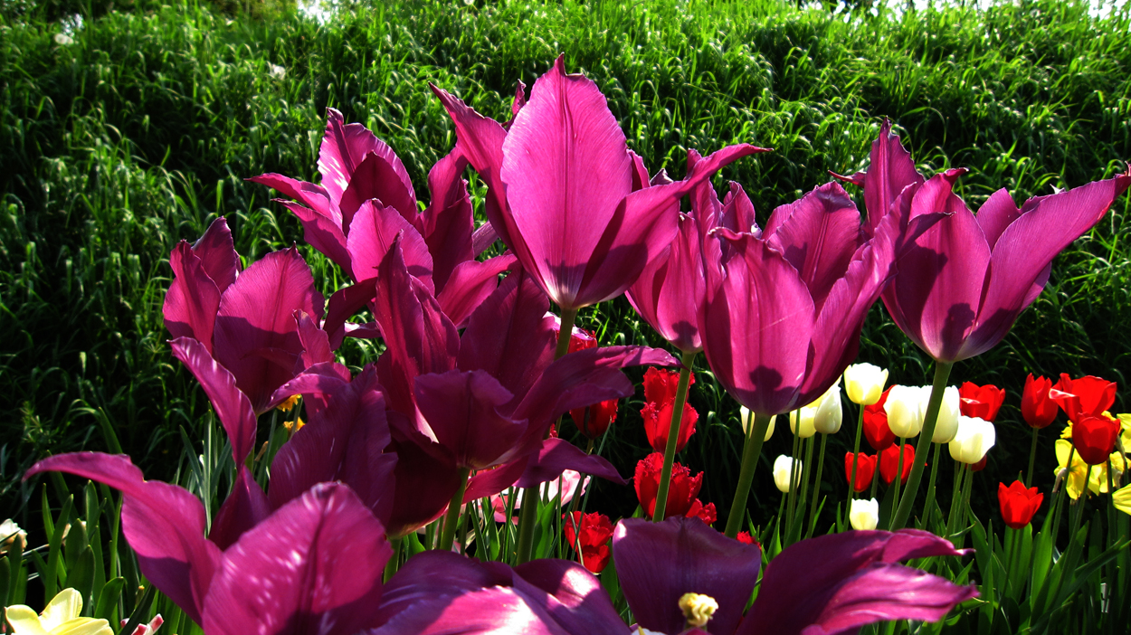 Tulp-Marie-Jose-1 Maytime - Afbeelding 1