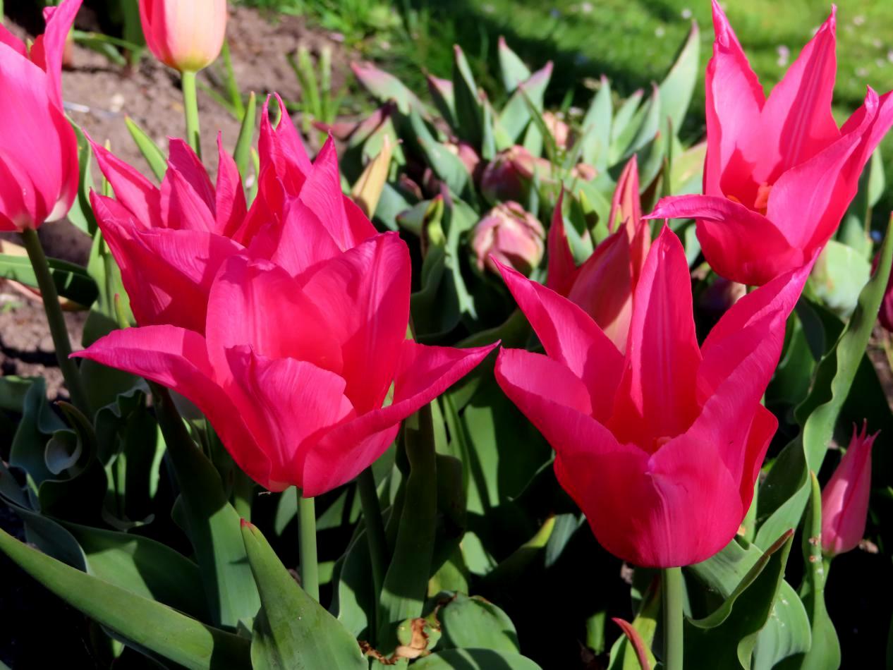 Tulp-Mariette-1 Mariette - Afbeelding 1