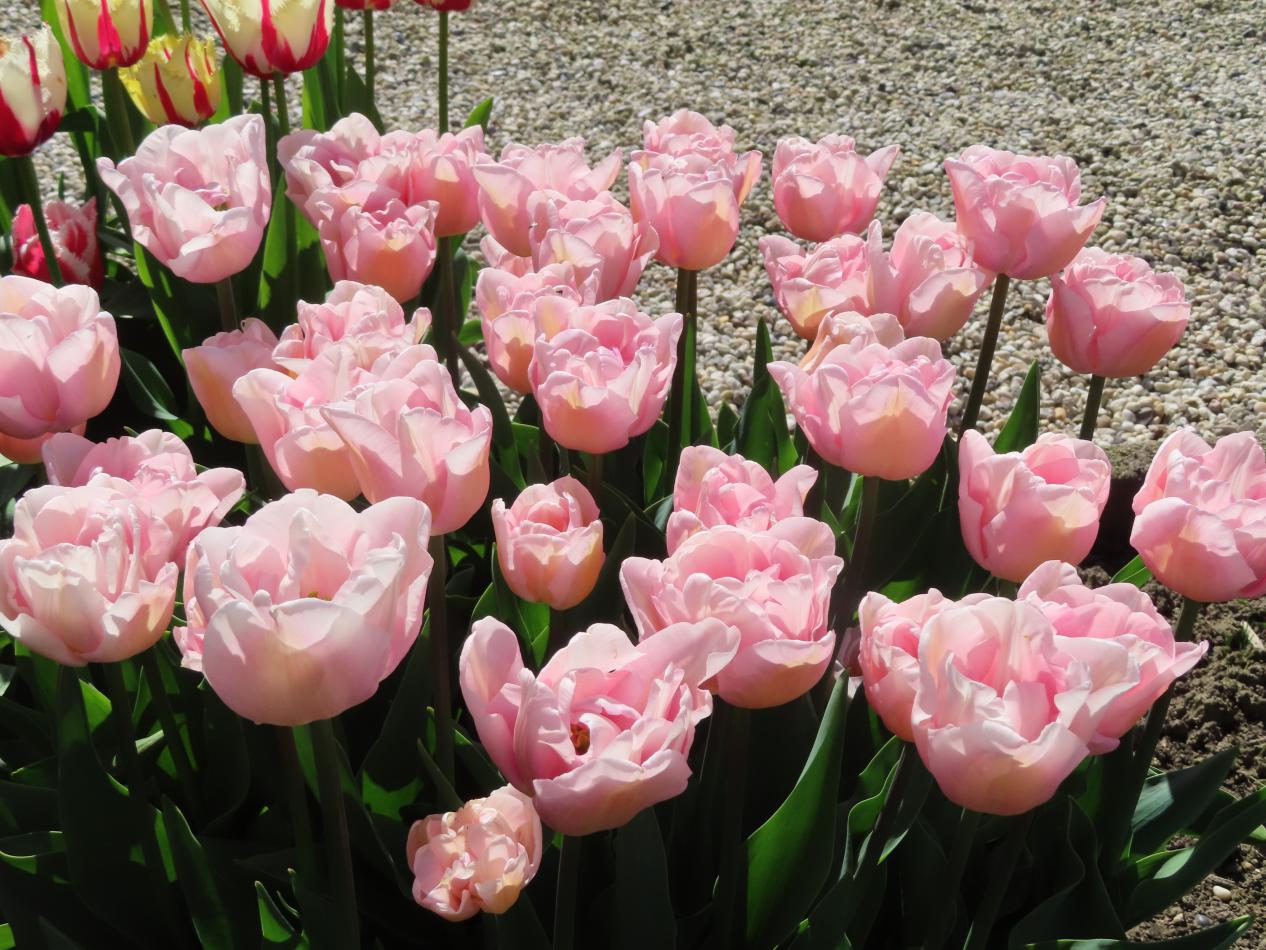 Tulp-Marriage-1 Mariage - Afbeelding 1