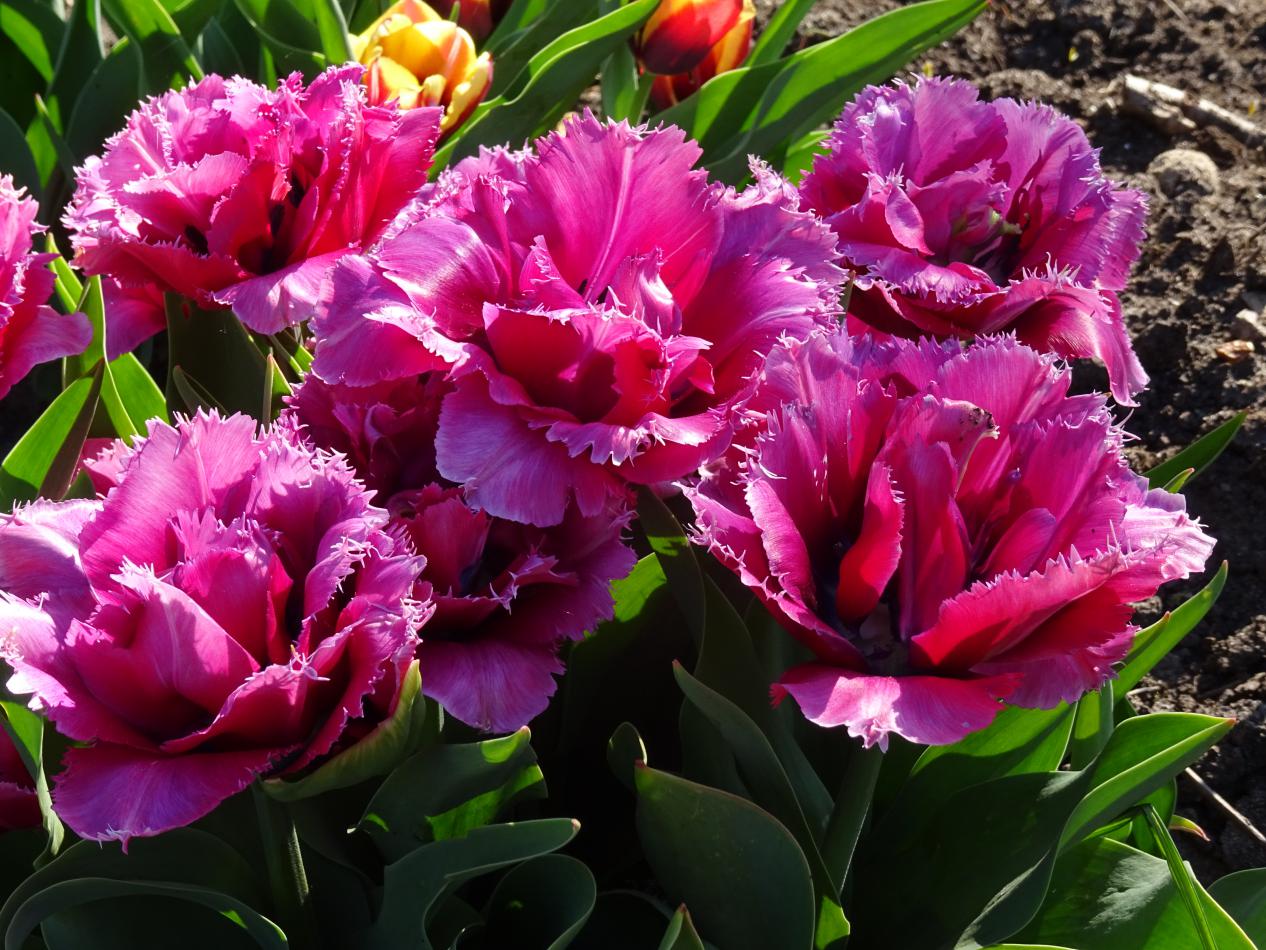 Tulp-Mascotte-1 Mascotte - Afbeelding 1