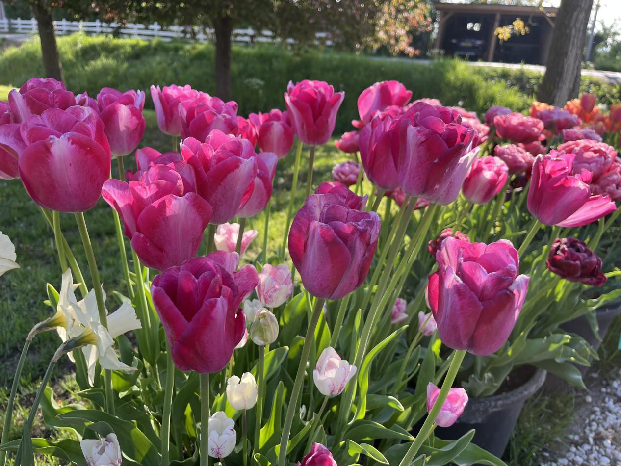 Tulp-Mata-Hari-3 Mata Hari - Afbeelding 1