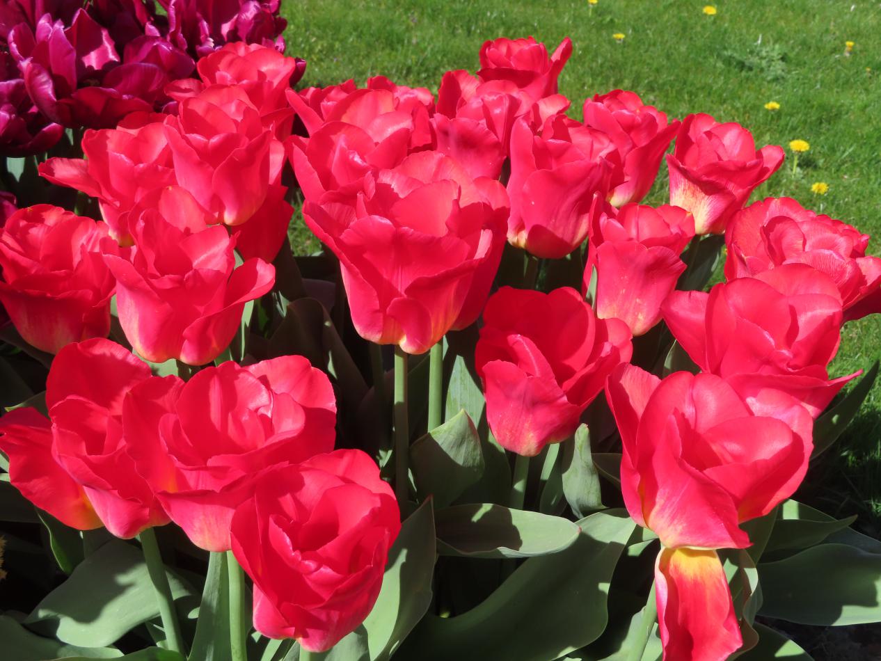 Tulp-Match-3 Match - Afbeelding 1