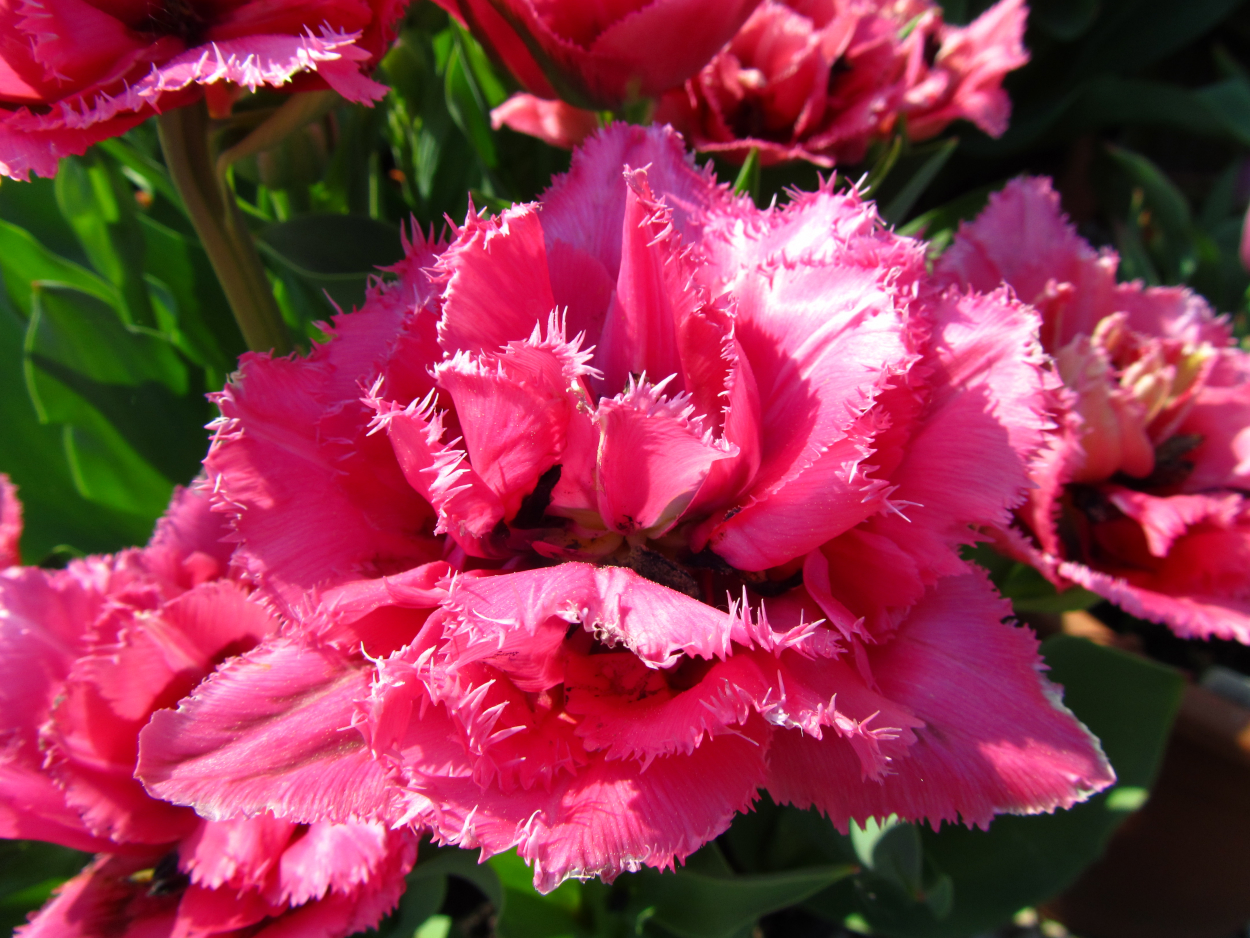 Tulp-Match-Point-1 Match Point - Afbeelding 1