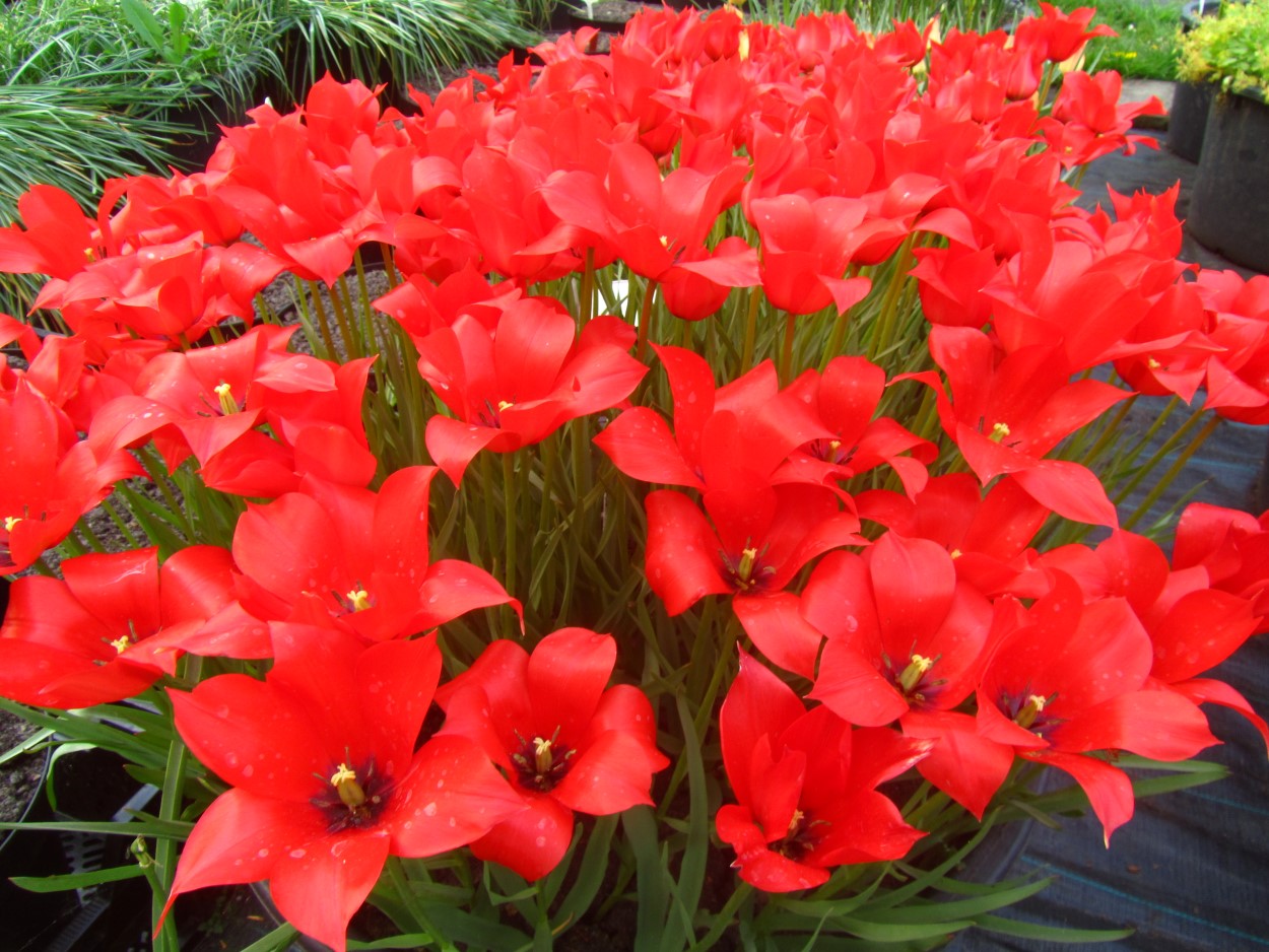 Tulp-Maximowickzii-1 Maximowickzii - Afbeelding 1