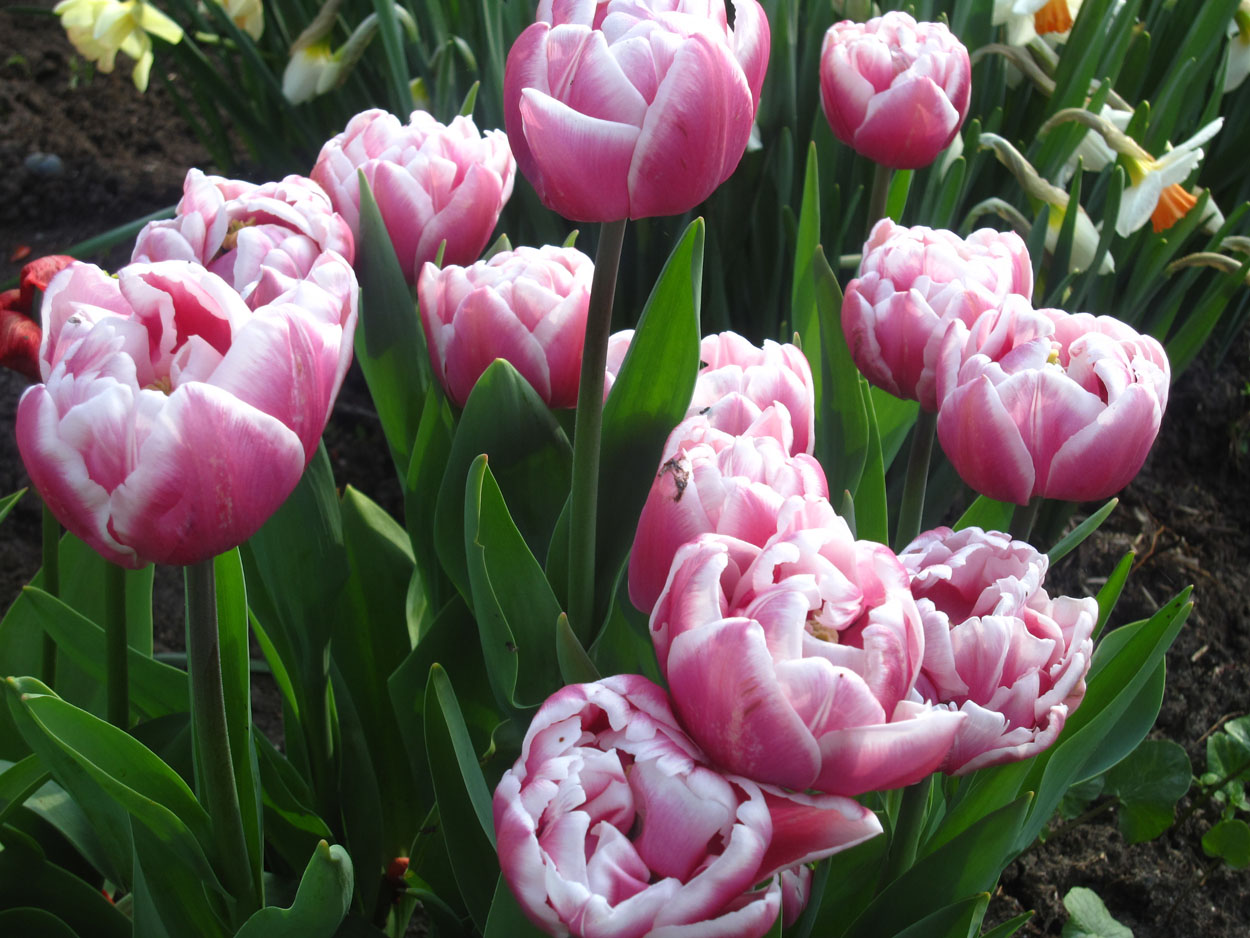 Tulp-Melrose-1 Melrose - Afbeelding 1