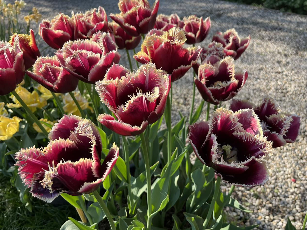 Tulp-Mercure-1 Mercure - Afbeelding 1
