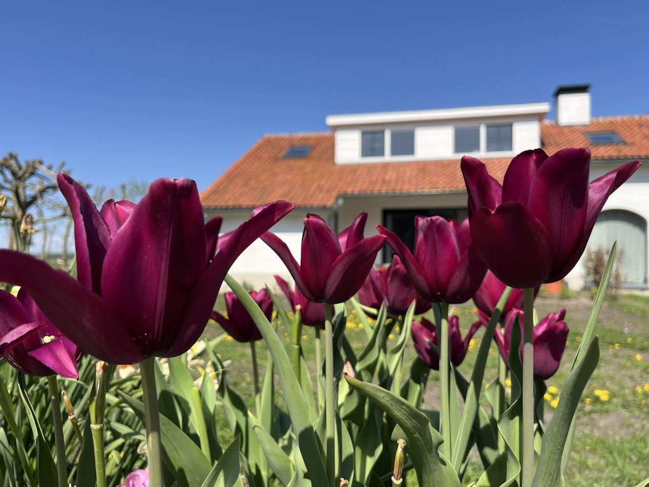 Tulp-Merlot-1 Merlot - Afbeelding 1