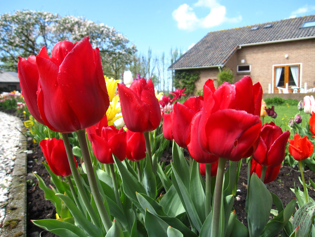 Tulp-Merry-Christmas-1 Merry Christmas - Afbeelding 1