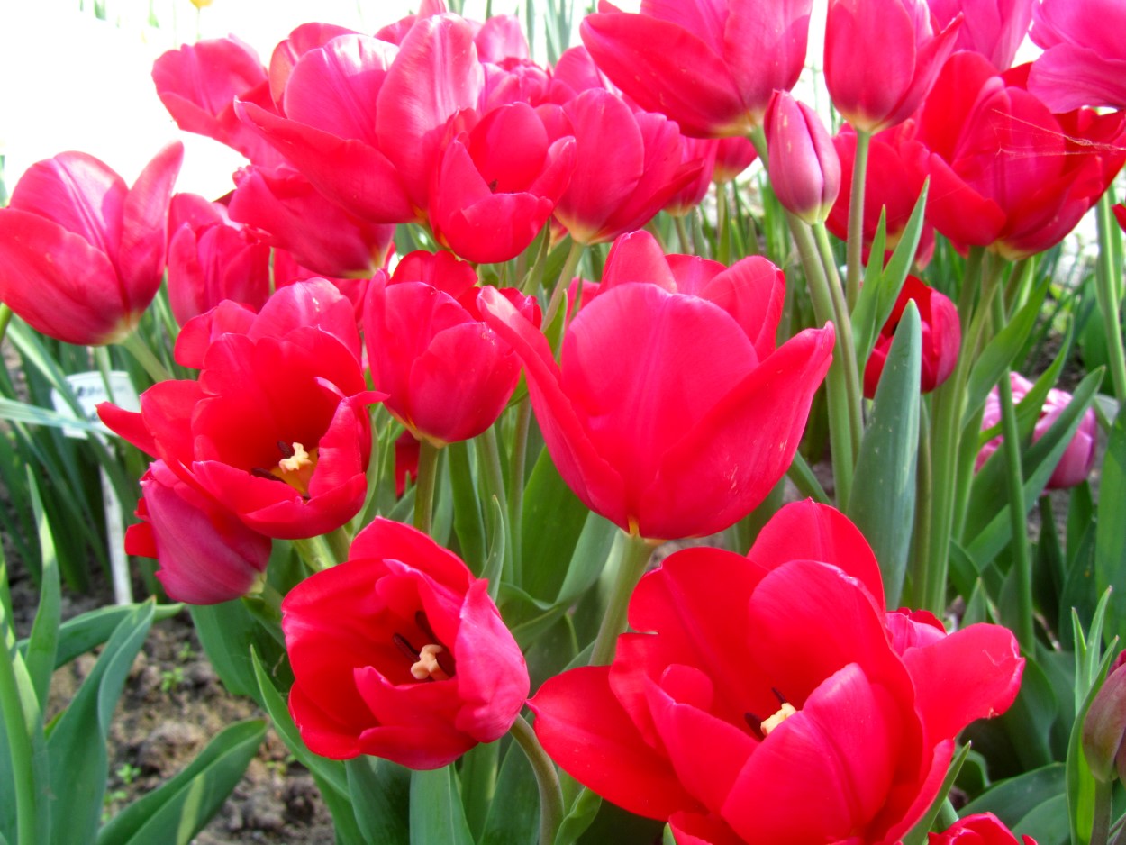 Tulp-Merry-Go-Round-1 Merry go Round - Afbeelding 1