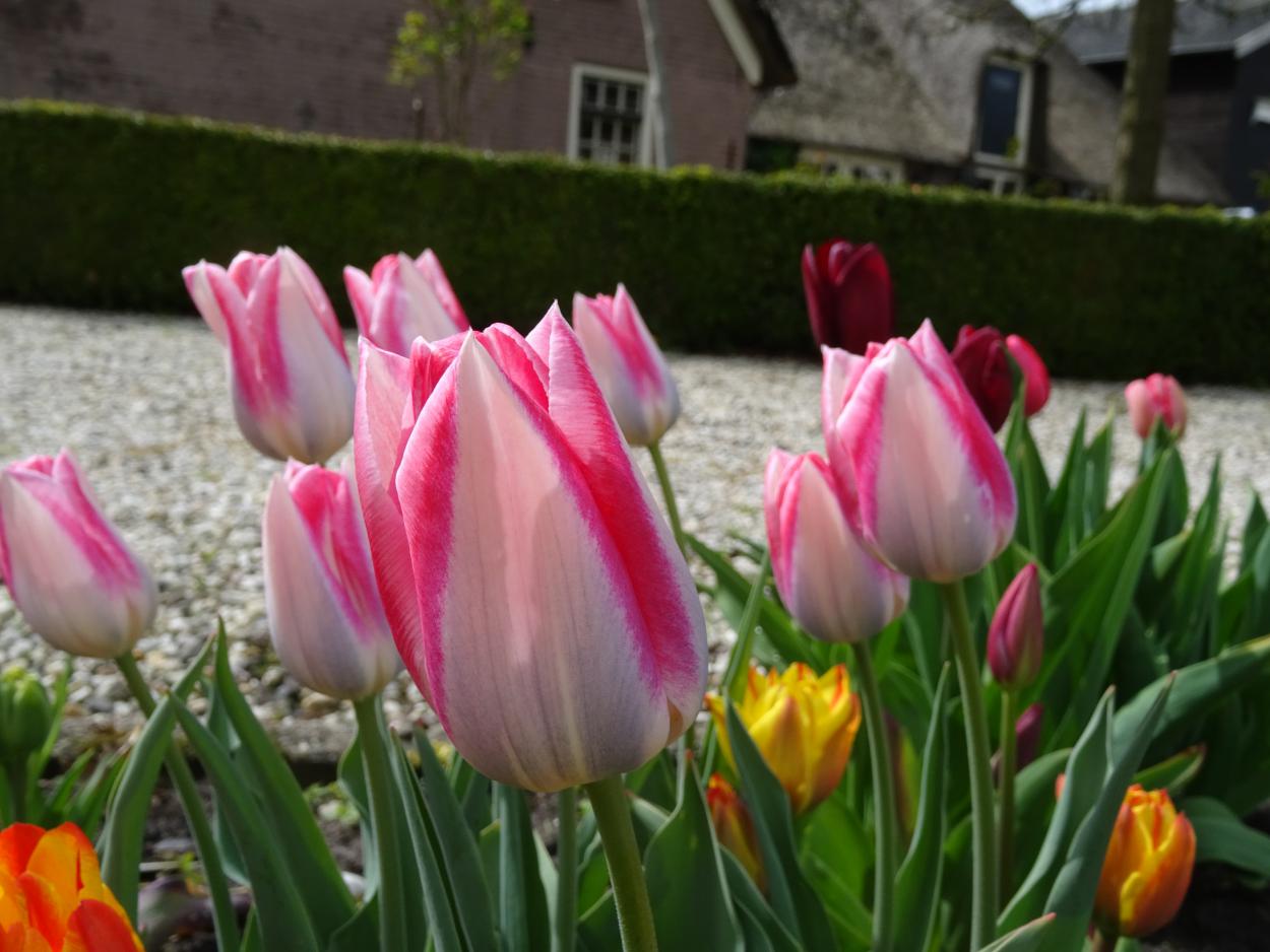 Tulp-Mickey-Chic-1 Mickey Chic - Afbeelding 1
