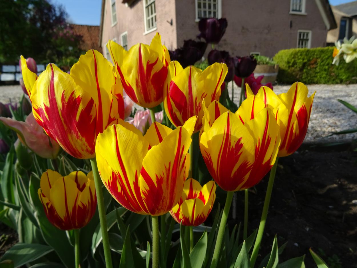 Tulp-Mickey-Mouse-1 Mickey Mouse - Afbeelding 1
