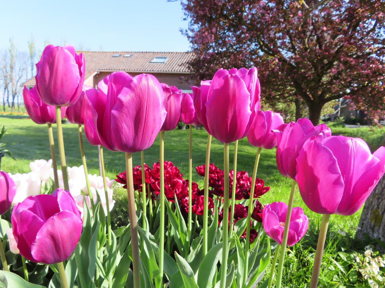 Tulp-Milka-1 Milka - Afbeelding 1