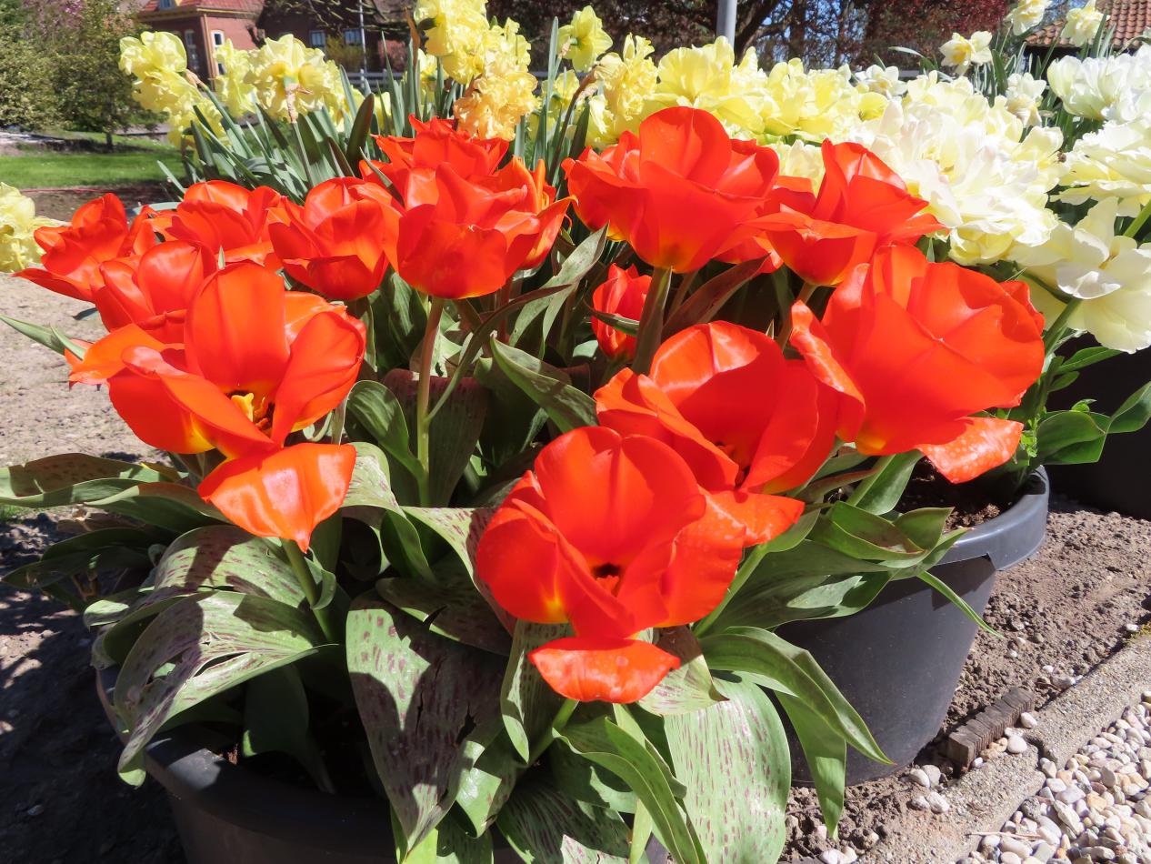 Tulp-Miramare-2 Miramare - Afbeelding 1
